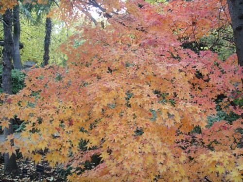 acer palmatum